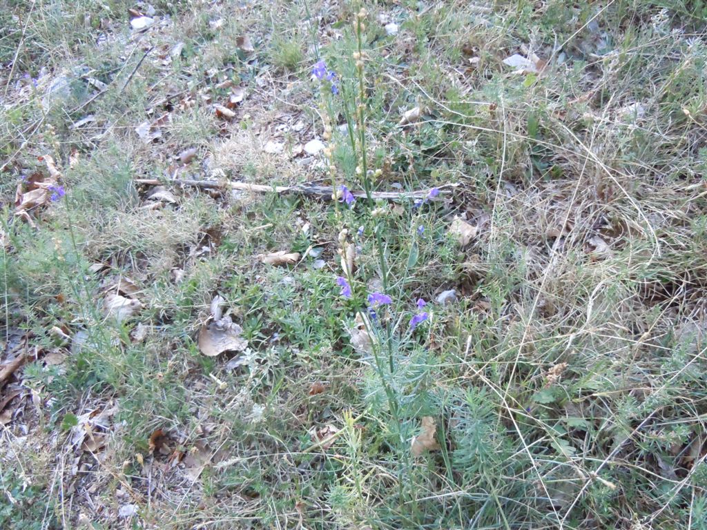 Dall''Abruzzo : Linaria purpurea